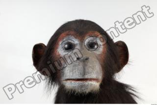 Chimpanzee - Pan troglodytes 0018